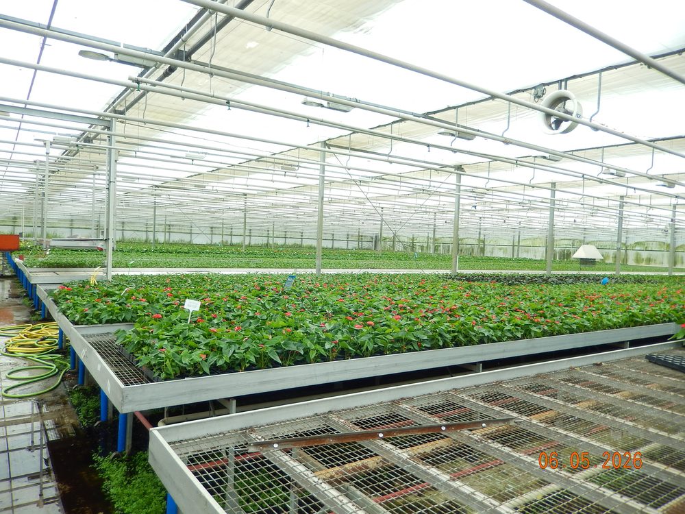 Glastuinbouwbedrijf Hoogweg 21 in De Lier